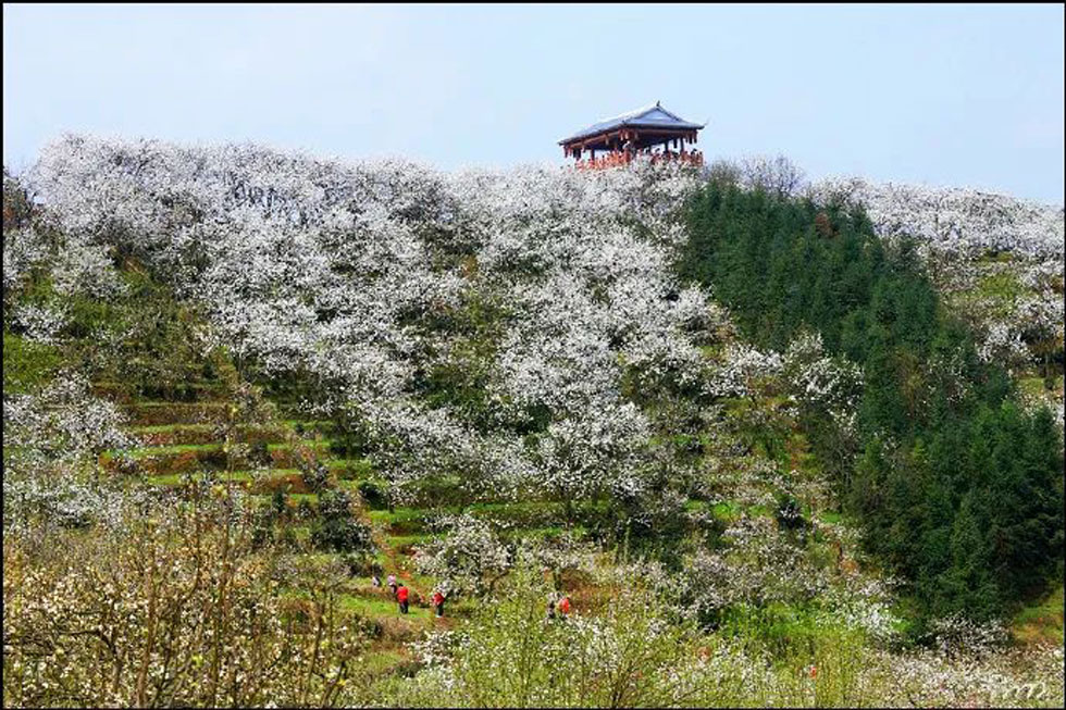 【春天，广西桂林灌阳县向您发出邀请！】我们在灌阳看梨花 - 游山玩水 - 黄南生活社区 - 黄南28生活网 huangnan.28life.net