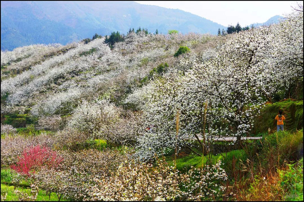 【春天，广西桂林灌阳县向您发出邀请！】我们在灌阳看梨花 - 游山玩水 - 黄南生活社区 - 黄南28生活网 huangnan.28life.net