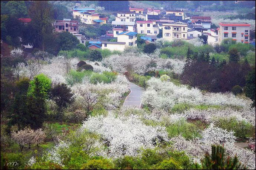 【春天，广西桂林灌阳县向您发出邀请！】我们在灌阳看梨花 - 游山玩水 - 黄南生活社区 - 黄南28生活网 huangnan.28life.net