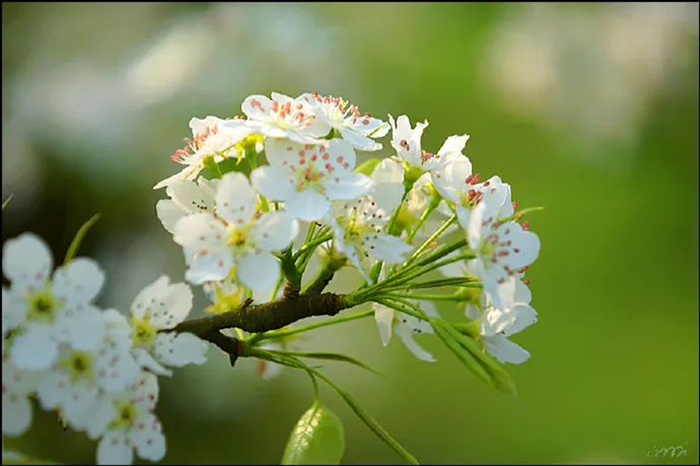 【春天，广西桂林灌阳县向您发出邀请！】我们在灌阳看梨花 - 游山玩水 - 黄南生活社区 - 黄南28生活网 huangnan.28life.net