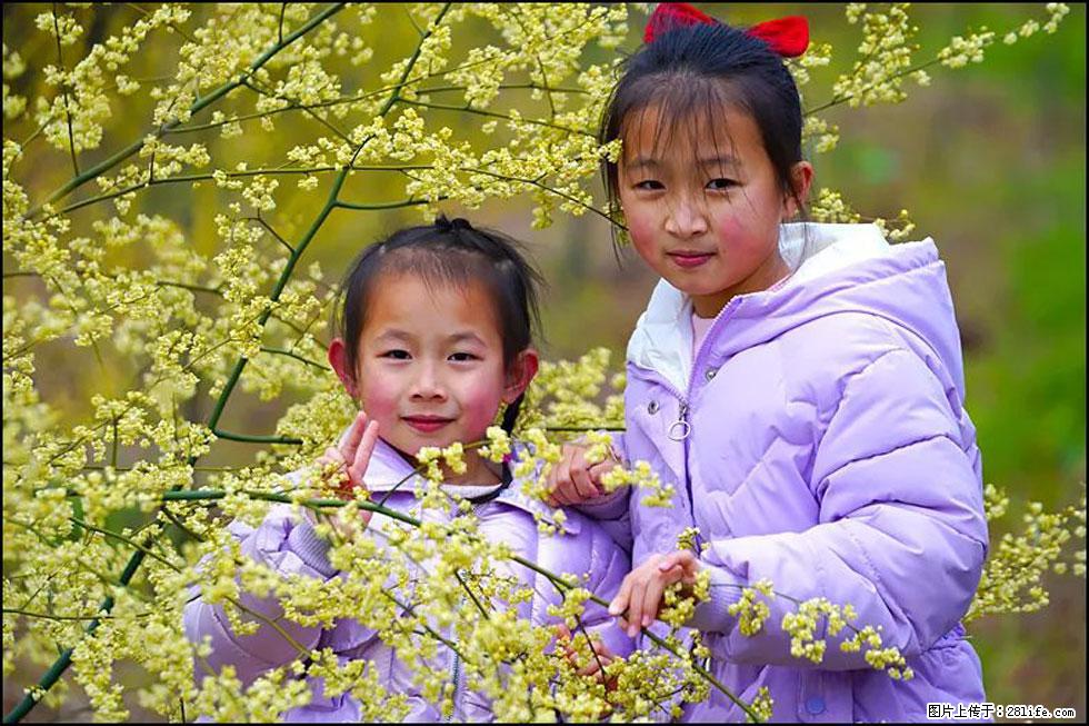【春天，广西桂林灌阳县向您发出邀请！】米珠山前有片山苍子花在飘香 - 游山玩水 - 黄南生活社区 - 黄南28生活网 huangnan.28life.net