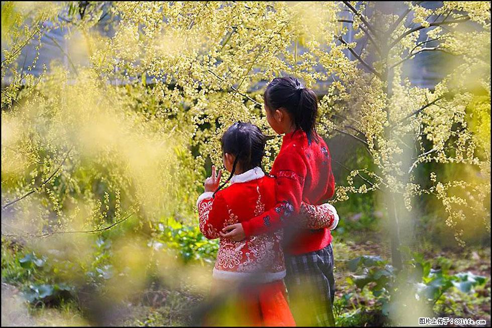 【春天，广西桂林灌阳县向您发出邀请！】米珠山前有片山苍子花在飘香 - 游山玩水 - 黄南生活社区 - 黄南28生活网 huangnan.28life.net