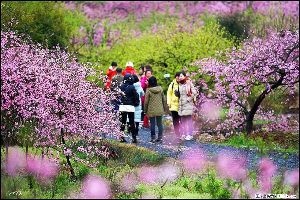 【春天，广西桂林灌阳县向您发出邀请！】官庄村有个醉美的桃花园 - 游山玩水 - 黄南生活社区 - 黄南28生活网 huangnan.28life.net