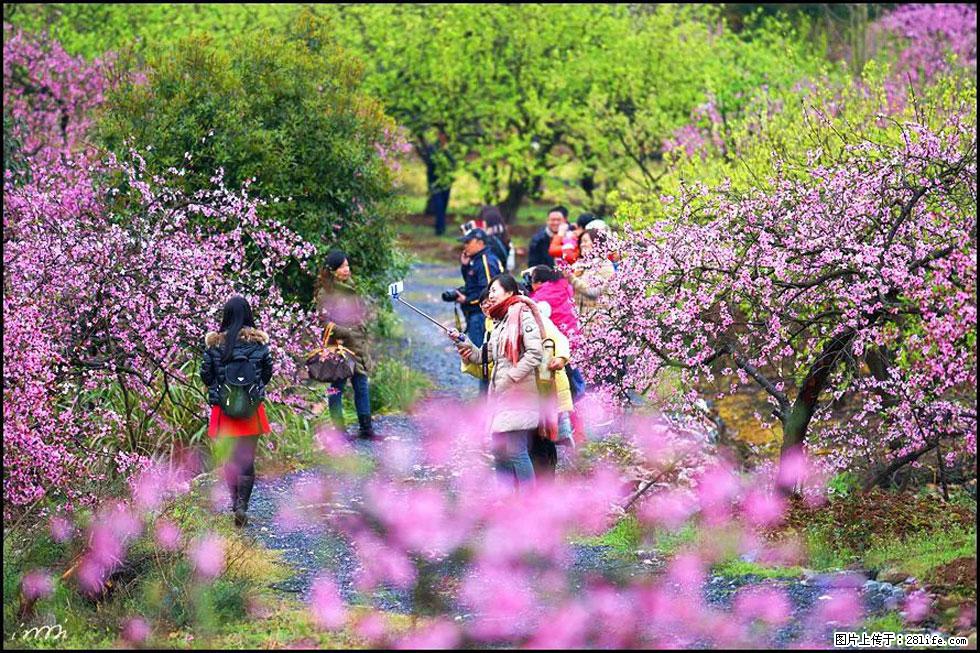 【春天，广西桂林灌阳县向您发出邀请！】官庄村有个醉美的桃花园 - 游山玩水 - 黄南生活社区 - 黄南28生活网 huangnan.28life.net