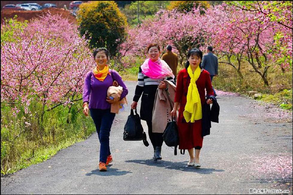 【春天，广西桂林灌阳县向您发出邀请！】官庄村有个醉美的桃花园 - 游山玩水 - 黄南生活社区 - 黄南28生活网 huangnan.28life.net