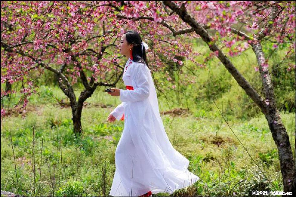 【春天，广西桂林灌阳县向您发出邀请！】官庄村有个醉美的桃花园 - 游山玩水 - 黄南生活社区 - 黄南28生活网 huangnan.28life.net