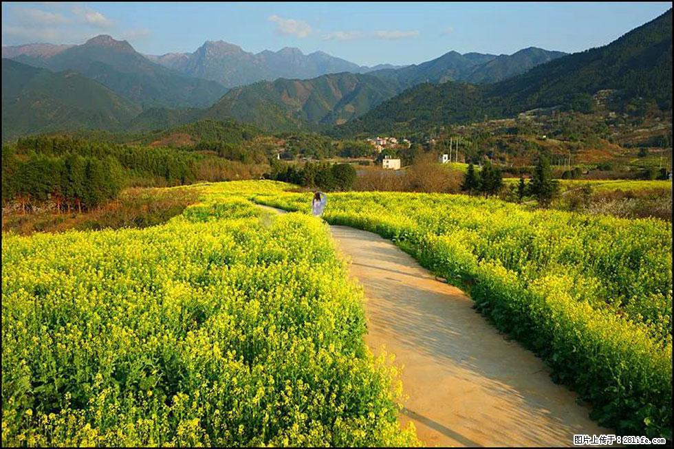 【春天，广西桂林灌阳县向您发出邀请！】长坪村油菜盛情花开 - 游山玩水 - 黄南生活社区 - 黄南28生活网 huangnan.28life.net