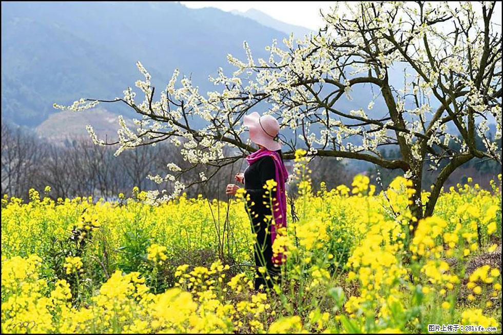 【春天，广西桂林灌阳县向您发出邀请！】长坪村油菜盛情花开 - 游山玩水 - 黄南生活社区 - 黄南28生活网 huangnan.28life.net