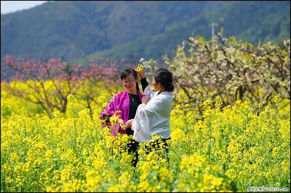 【春天，广西桂林灌阳县向您发出邀请！】长坪村油菜盛情花开 - 游山玩水 - 黄南生活社区 - 黄南28生活网 huangnan.28life.net