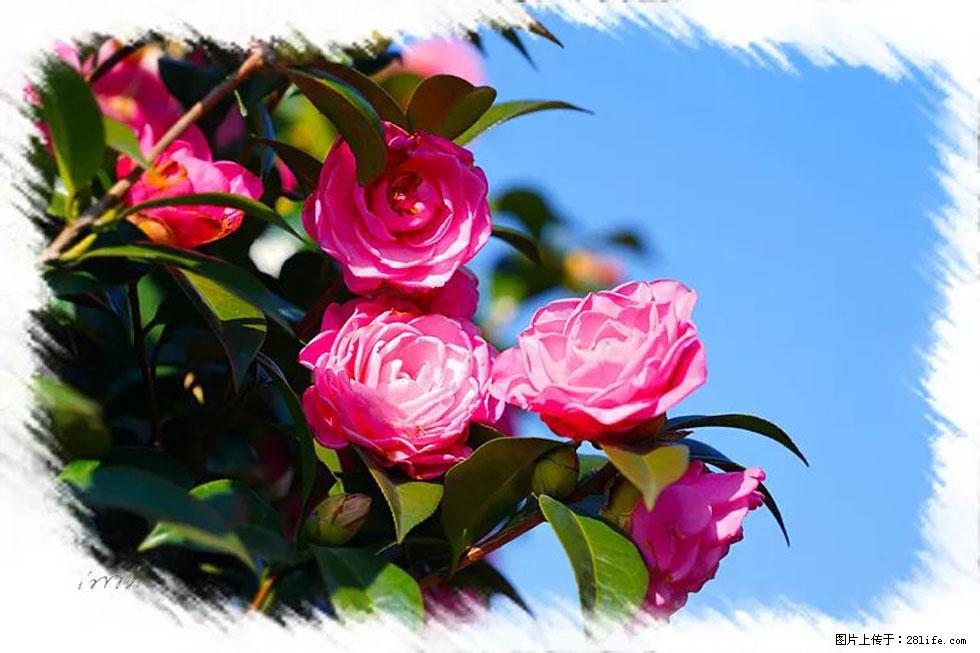 【春天，广西桂林灌阳县向您发出邀请！】杨柳井茶花惹人爱 - 游山玩水 - 黄南生活社区 - 黄南28生活网 huangnan.28life.net