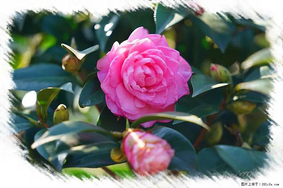 【春天，广西桂林灌阳县向您发出邀请！】杨柳井茶花惹人爱 - 游山玩水 - 黄南生活社区 - 黄南28生活网 huangnan.28life.net