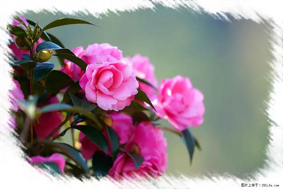 【春天，广西桂林灌阳县向您发出邀请！】杨柳井茶花惹人爱 - 游山玩水 - 黄南生活社区 - 黄南28生活网 huangnan.28life.net