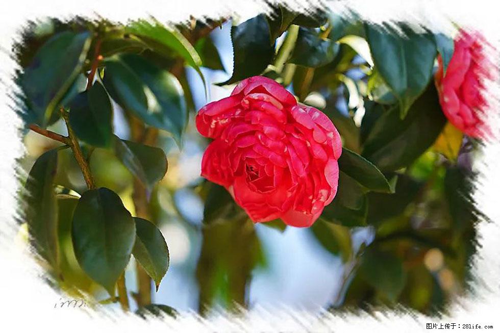 【春天，广西桂林灌阳县向您发出邀请！】杨柳井茶花惹人爱 - 游山玩水 - 黄南生活社区 - 黄南28生活网 huangnan.28life.net