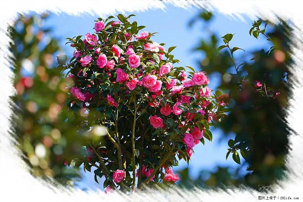 【春天，广西桂林灌阳县向您发出邀请！】杨柳井茶花惹人爱 - 游山玩水 - 黄南生活社区 - 黄南28生活网 huangnan.28life.net