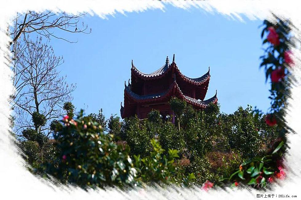 【春天，广西桂林灌阳县向您发出邀请！】杨柳井茶花惹人爱 - 游山玩水 - 黄南生活社区 - 黄南28生活网 huangnan.28life.net