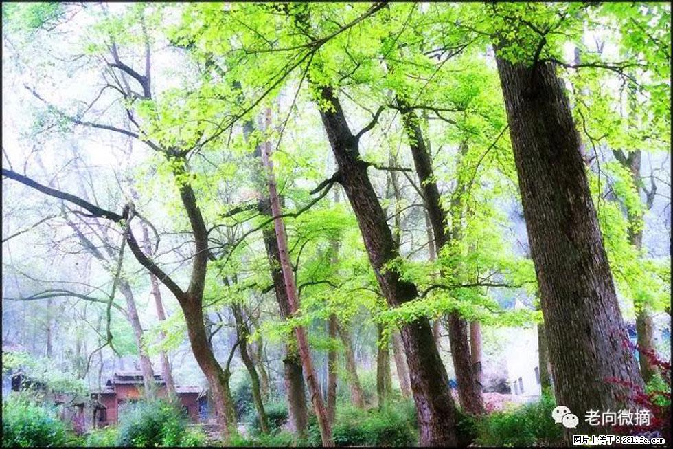 【春天，广西桂林灌阳县向您发出邀请！】在小龙村与春天约会 - 游山玩水 - 黄南生活社区 - 黄南28生活网 huangnan.28life.net