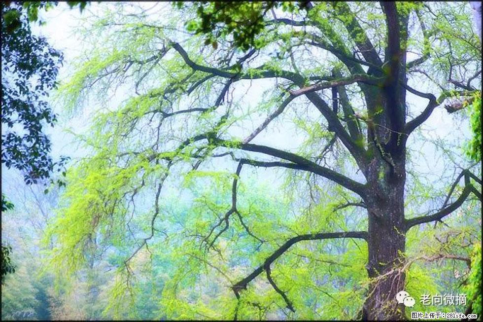 【春天，广西桂林灌阳县向您发出邀请！】在小龙村与春天约会 - 游山玩水 - 黄南生活社区 - 黄南28生活网 huangnan.28life.net