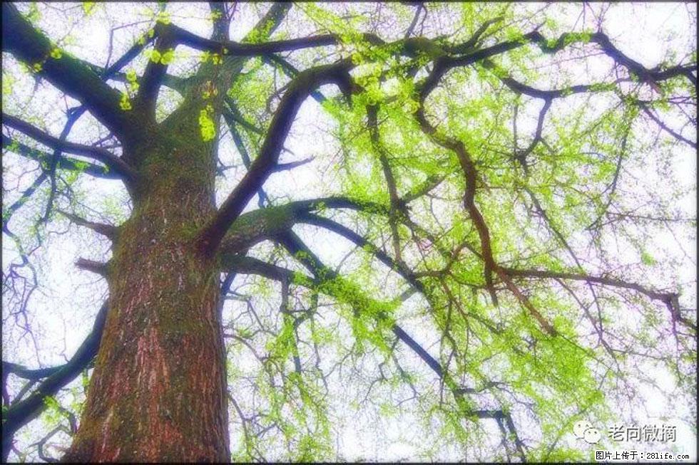 【春天，广西桂林灌阳县向您发出邀请！】在小龙村与春天约会 - 游山玩水 - 黄南生活社区 - 黄南28生活网 huangnan.28life.net