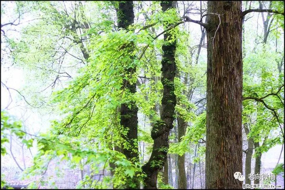 【春天，广西桂林灌阳县向您发出邀请！】在小龙村与春天约会 - 游山玩水 - 黄南生活社区 - 黄南28生活网 huangnan.28life.net