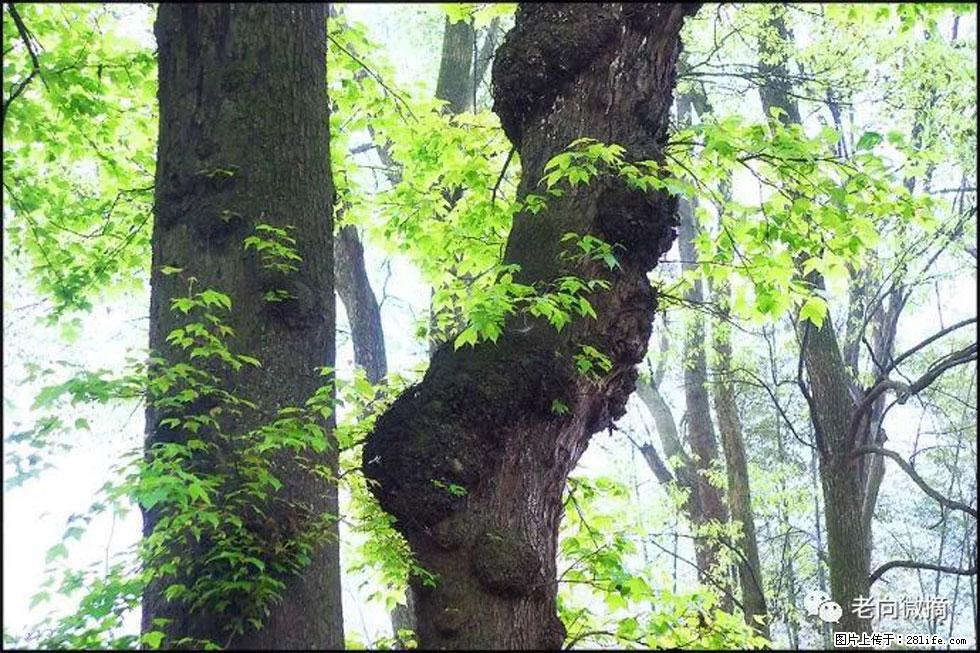 【春天，广西桂林灌阳县向您发出邀请！】在小龙村与春天约会 - 游山玩水 - 黄南生活社区 - 黄南28生活网 huangnan.28life.net