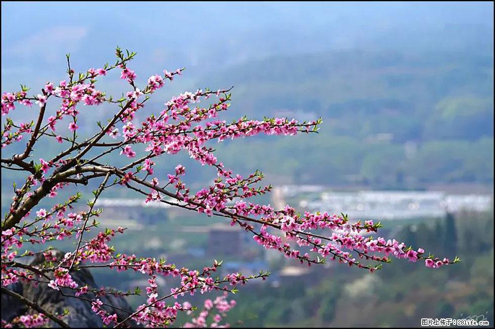 【春天，广西桂林灌阳县向您发出邀请！】望月岭上桃花开 - 游山玩水 - 黄南生活社区 - 黄南28生活网 huangnan.28life.net