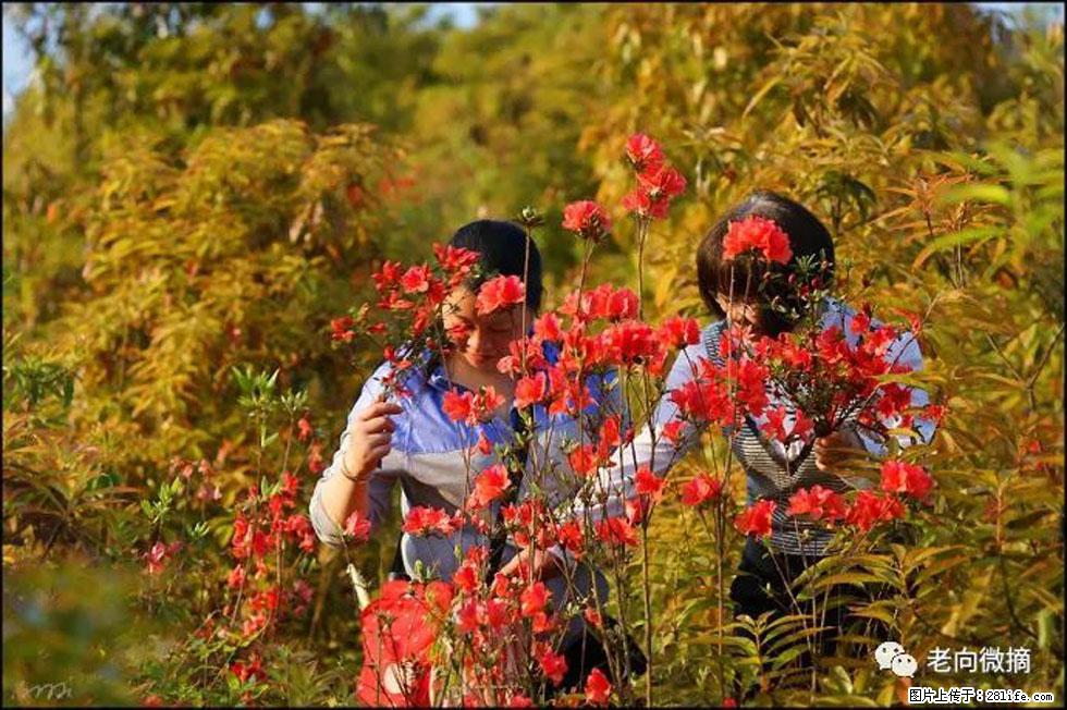 【春天，广西桂林灌阳县向您发出邀请！】登麒麟山，相约映山红 - 游山玩水 - 黄南生活社区 - 黄南28生活网 huangnan.28life.net