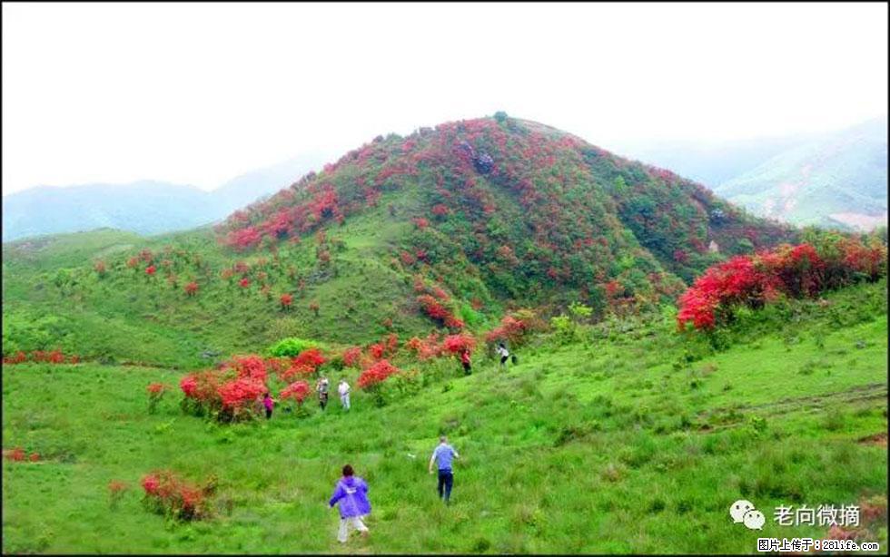 【春天,广西桂林灌阳县向您发出邀请!】宝盖山上映山红 - 游山玩水 - 黄南生活社区 - 黄南28生活网 huangnan.28life.net