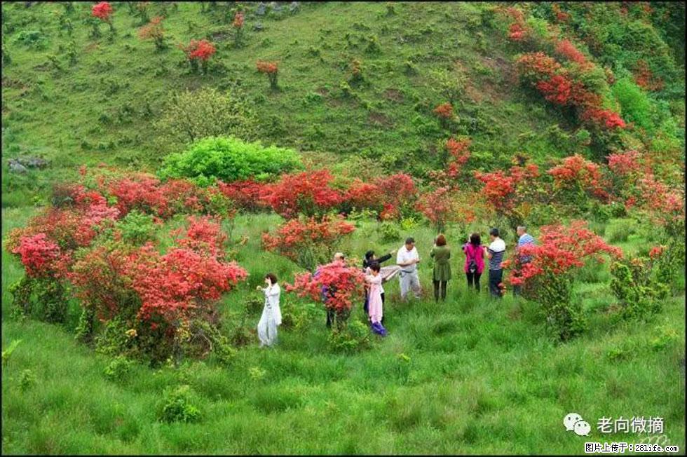 【春天,广西桂林灌阳县向您发出邀请!】宝盖山上映山红 - 游山玩水 - 黄南生活社区 - 黄南28生活网 huangnan.28life.net