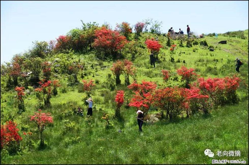 【春天,广西桂林灌阳县向您发出邀请!】宝盖山上映山红 - 游山玩水 - 黄南生活社区 - 黄南28生活网 huangnan.28life.net