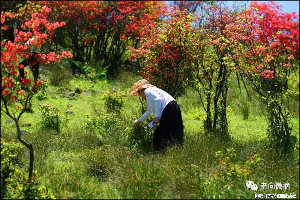 【春天,广西桂林灌阳县向您发出邀请!】宝盖山上映山红 - 游山玩水 - 黄南生活社区 - 黄南28生活网 huangnan.28life.net