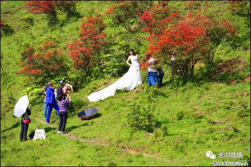 【春天,广西桂林灌阳县向您发出邀请!】宝盖山上映山红 - 游山玩水 - 黄南生活社区 - 黄南28生活网 huangnan.28life.net