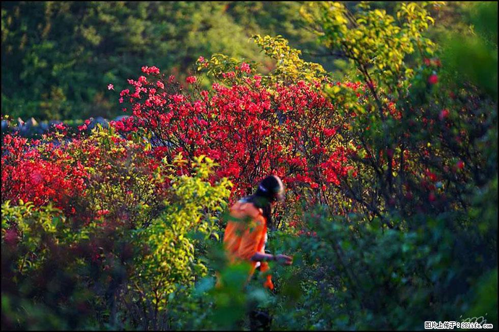 【春天,广西桂林灌阳县向您发出邀请!】春木界上映山红 - 游山玩水 - 黄南生活社区 - 黄南28生活网 huangnan.28life.net