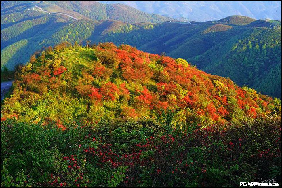 【春天,广西桂林灌阳县向您发出邀请!】春木界上映山红 - 游山玩水 - 黄南生活社区 - 黄南28生活网 huangnan.28life.net