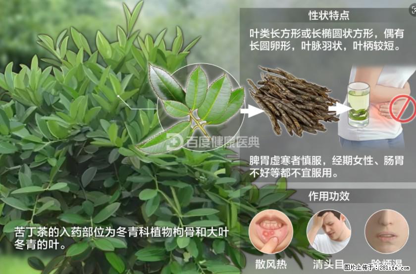 苦丁茶有哪些功效和作用 - 生活百科 - 黄南生活社区 - 黄南28生活网 huangnan.28life.net