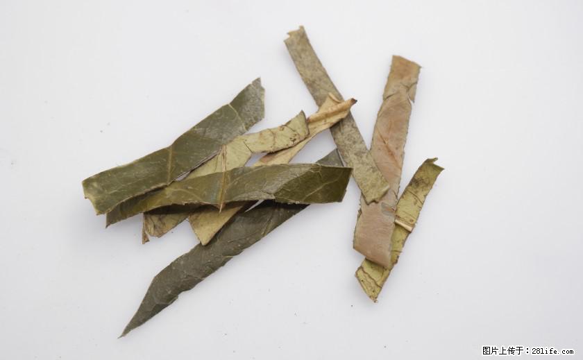 苦丁茶有哪些功效和作用 - 生活百科 - 黄南生活社区 - 黄南28生活网 huangnan.28life.net