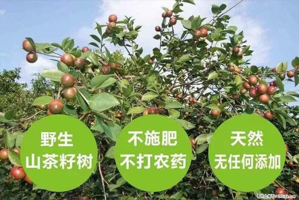 【灌阳县油茶产业示范区】一个有着充实的精神生活的人，对待身外之物自会有一种淡泊的态度 - 美食天地 - 黄南生活社区 - 黄南28生活网 huangnan.28life.net