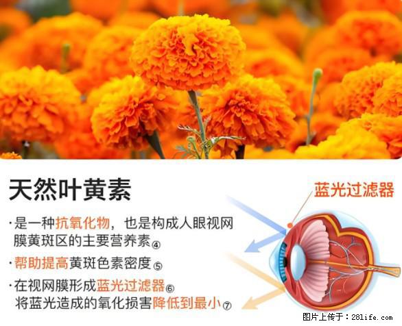 叶黄素有什么功效和作用 - 生活百科 - 黄南生活社区 - 黄南28生活网 huangnan.28life.net