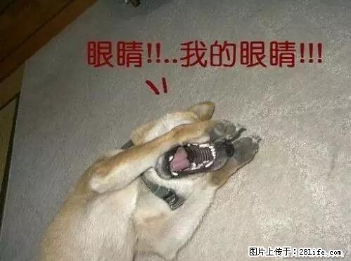 笑癫了！一女的怀孕三年未生，他终于忍不住了... - 娱乐八卦 - 黄南生活社区 - 黄南28生活网 huangnan.28life.net