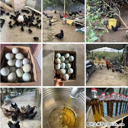 油茶园从小鸡仔开始养起的纯土鸡、土鸡蛋可以预定啦！还有前几天刚榨的纯山茶油哦 - 土特产 - 饮食特产 - 黄南分类信息 - 黄南28生活网 huangnan.28life.net