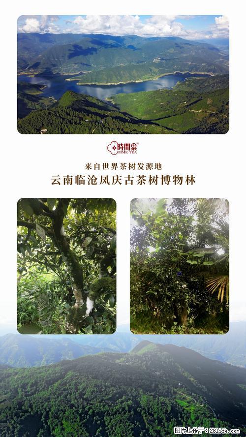 时间果百年古树2025年春红茶 - 购物交流 - 黄南生活社区 - 黄南28生活网 huangnan.28life.net