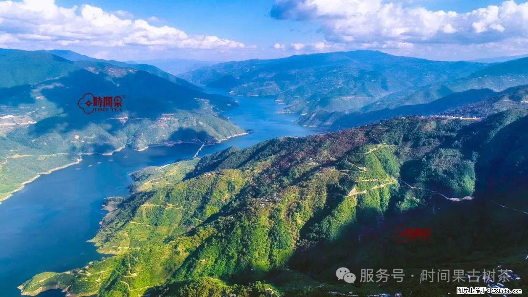 时间果百年古树龙珠普洱生茶 - 购物交流 - 黄南生活社区 - 黄南28生活网 huangnan.28life.net