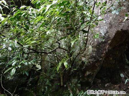 平乐石崖茶，珍贵仅次于金花茶 - 黄南生活资讯 - 黄南28生活网 huangnan.28life.net