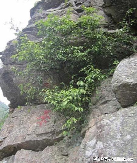 平乐石崖茶，珍贵仅次于金花茶 - 黄南生活资讯 - 黄南28生活网 huangnan.28life.net
