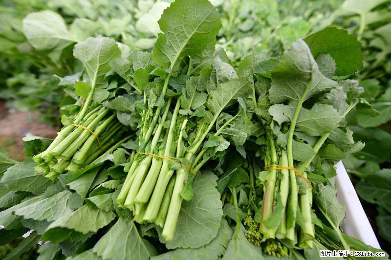 这些蔬菜是“天然钙片”,这6种被医生重点推荐 - 黄南生活资讯 - 黄南28生活网 huangnan.28life.net
